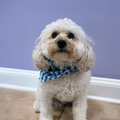 Buddy the dog standing in front of a purple wall while wearing a blue bandana. He is small with white curly hair.